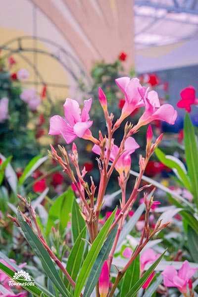 Laurier-rose en jardinerie